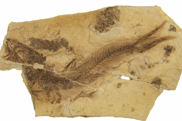 Oligocene Fossil Clupeoid Fish (Beksinskiella) - Poland #320614